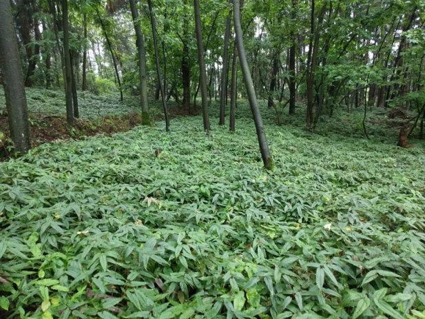 1743489923732075171.jpg 4.jpg