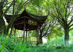 【重庆市文明单位】重庆桐君阁药厂有限公司